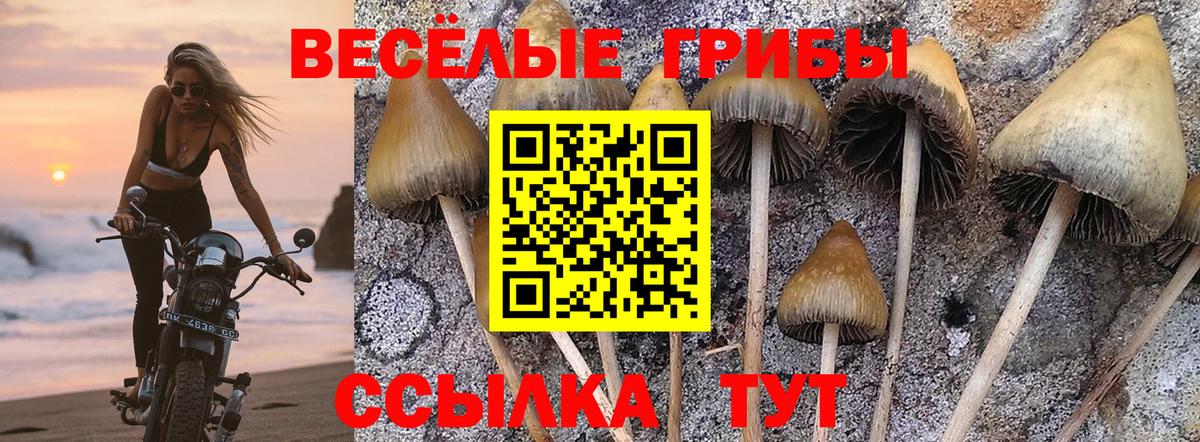 Галлюциногенные грибы Psilocybe  Вход с VPN  Мценск 